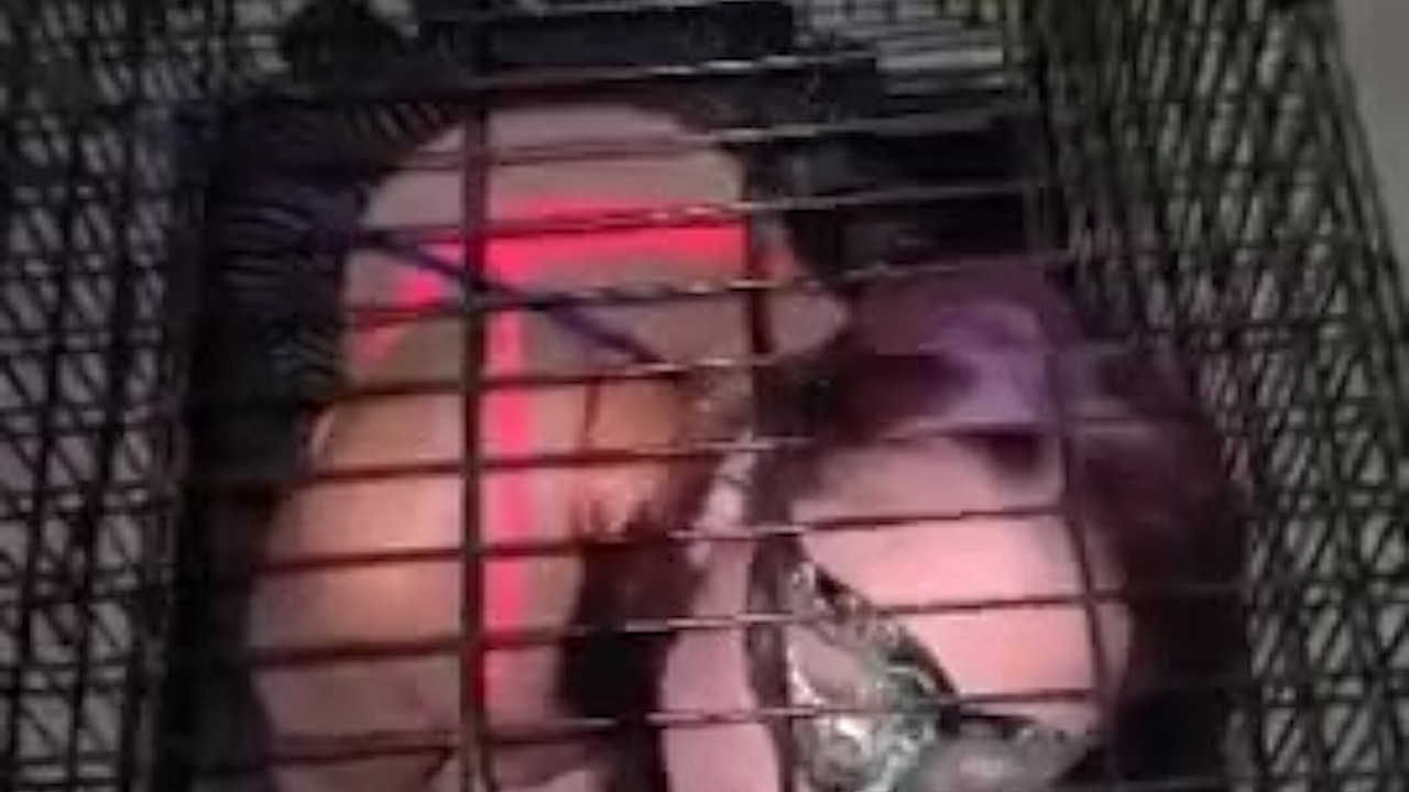 Master caged his tiny